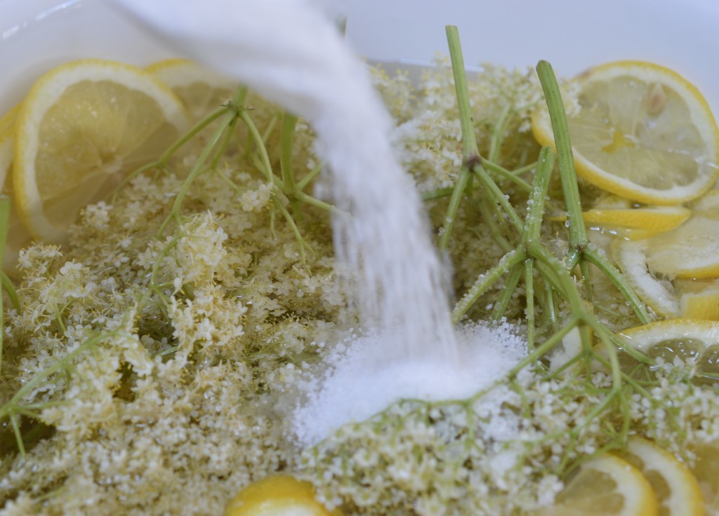 Elderflower Cordial 10