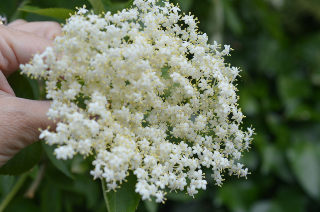 Elderflower Cordial 2