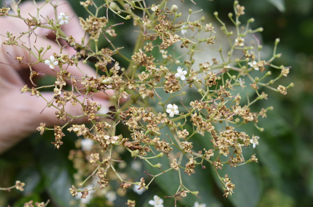 Elderflower Cordial 3