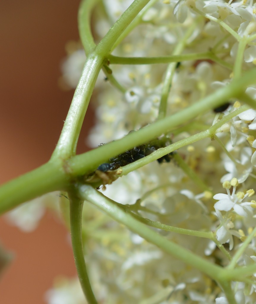 Elderflower Cordial 5