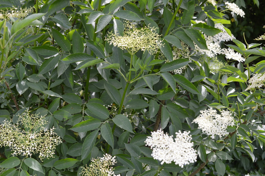 Elderflower bush