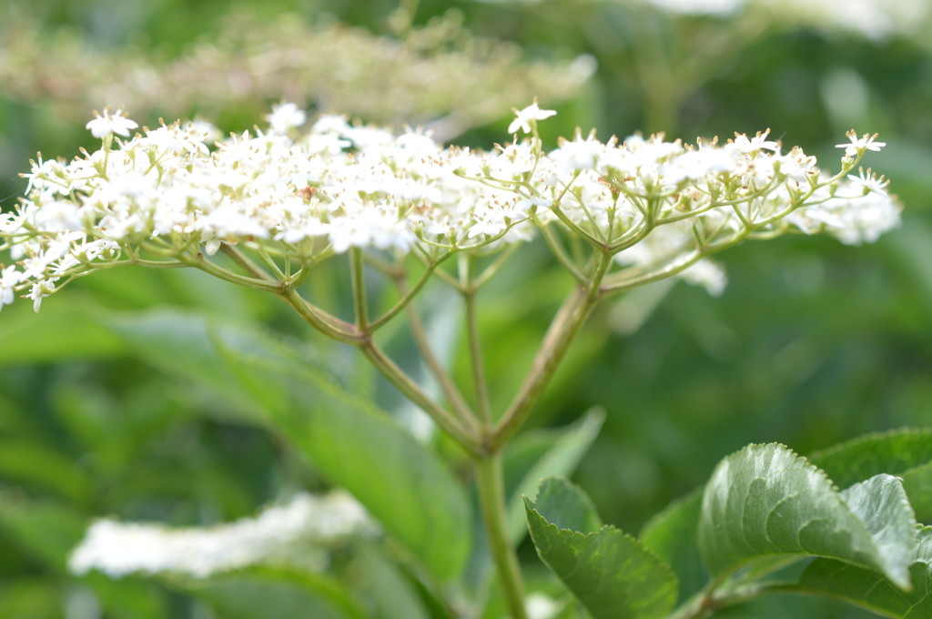 Elderflower florets