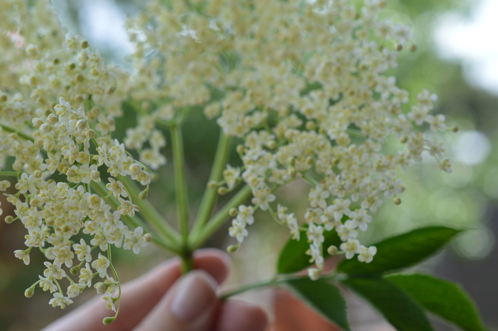 Elderflower head