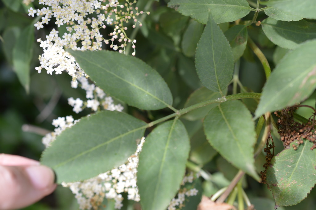 Elderflower leaves