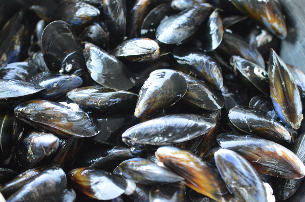 Mussels - all clean