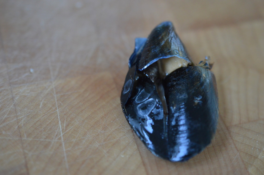 Mussels broken