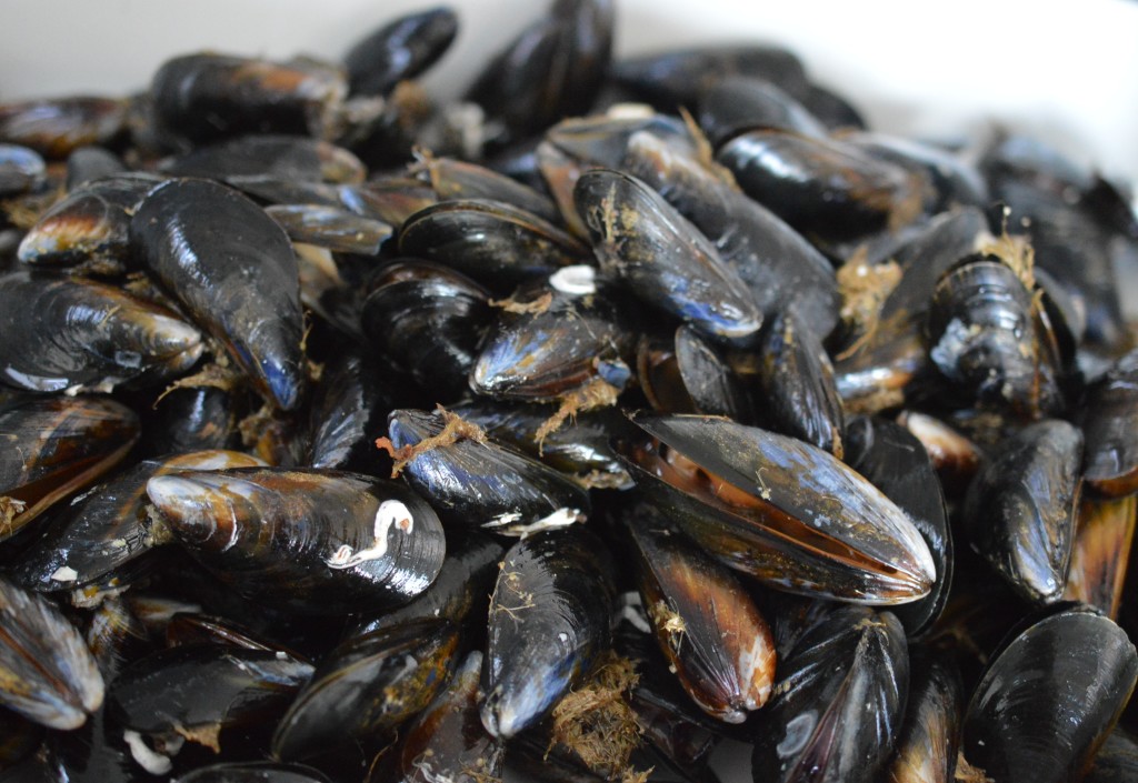 Mussels ready to be prepared