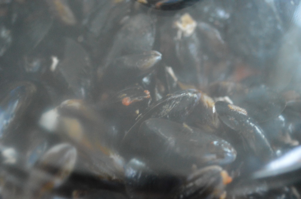 Mussels - steam